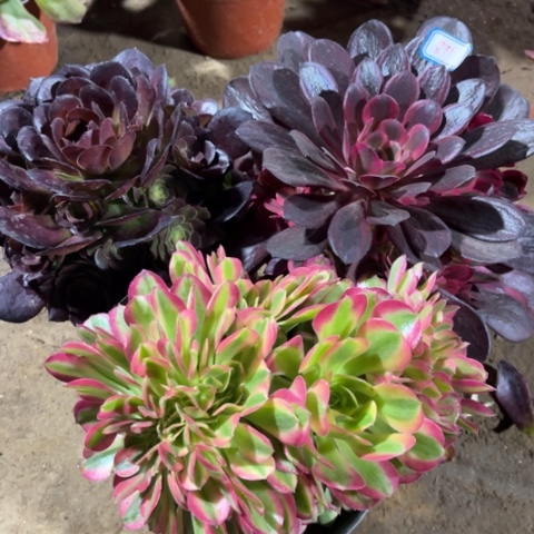 871多肉植物组合