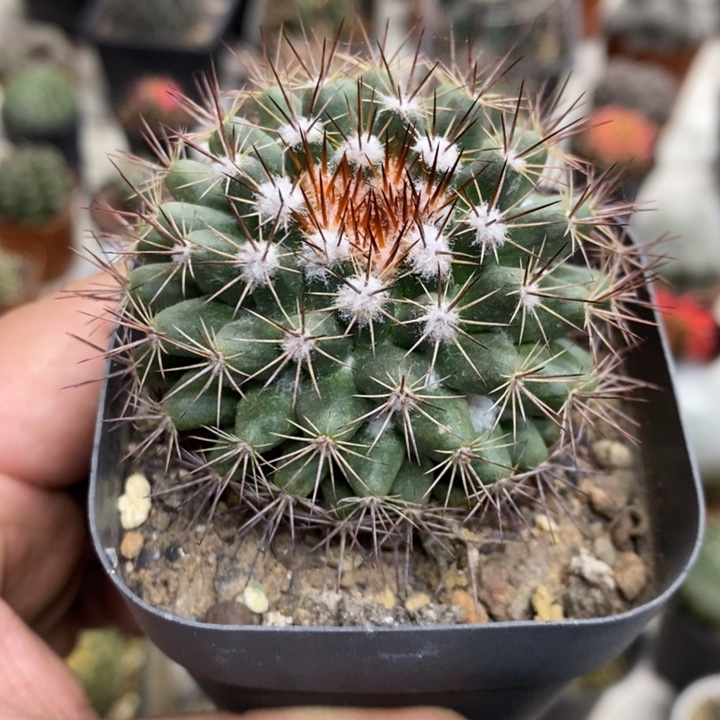 实生白云丸特价福利2