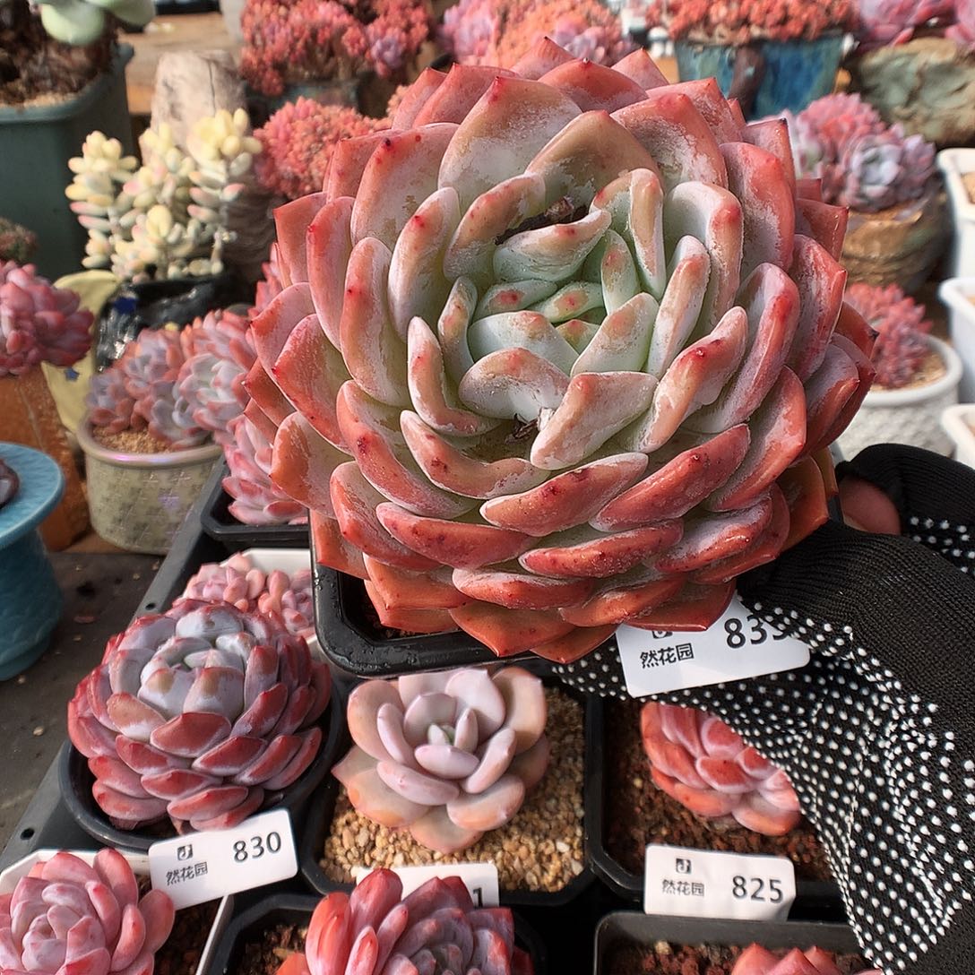833梦露多肉植物66666