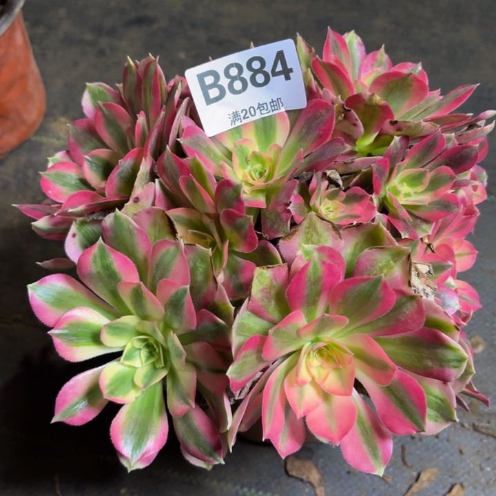 瑞妈多肉植物，884.女巫