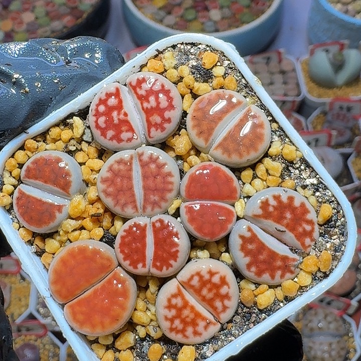 生石花3:：。在。 52号