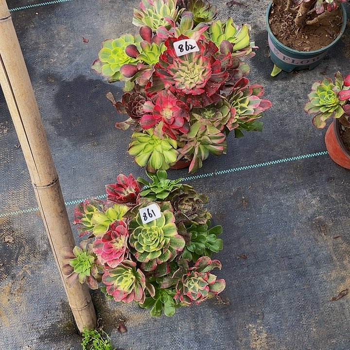 默***默架接861号和862号组合2棵