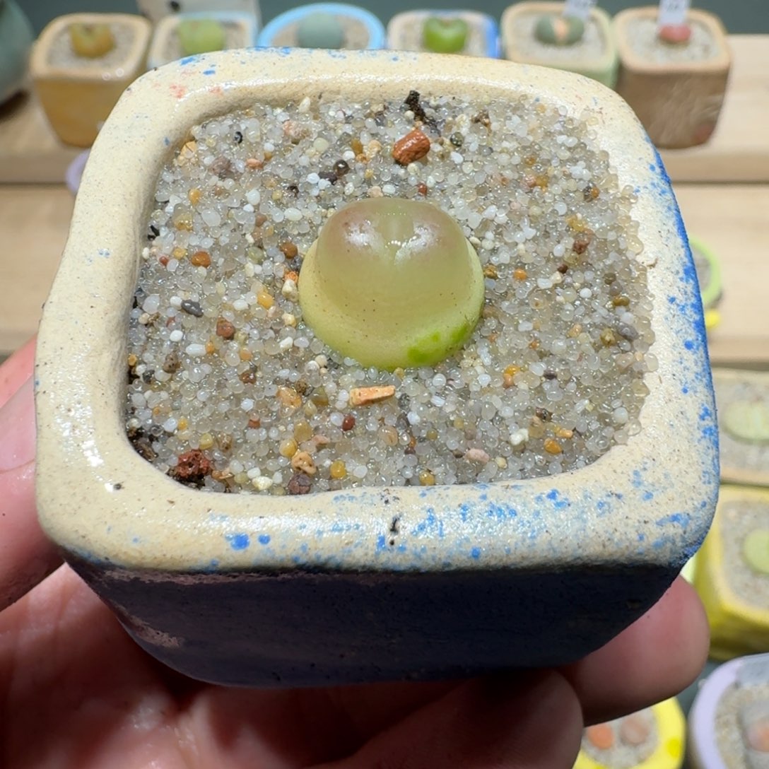 红陶蘑菇1171拉登