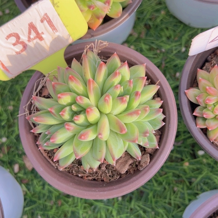 健健康康平平安安