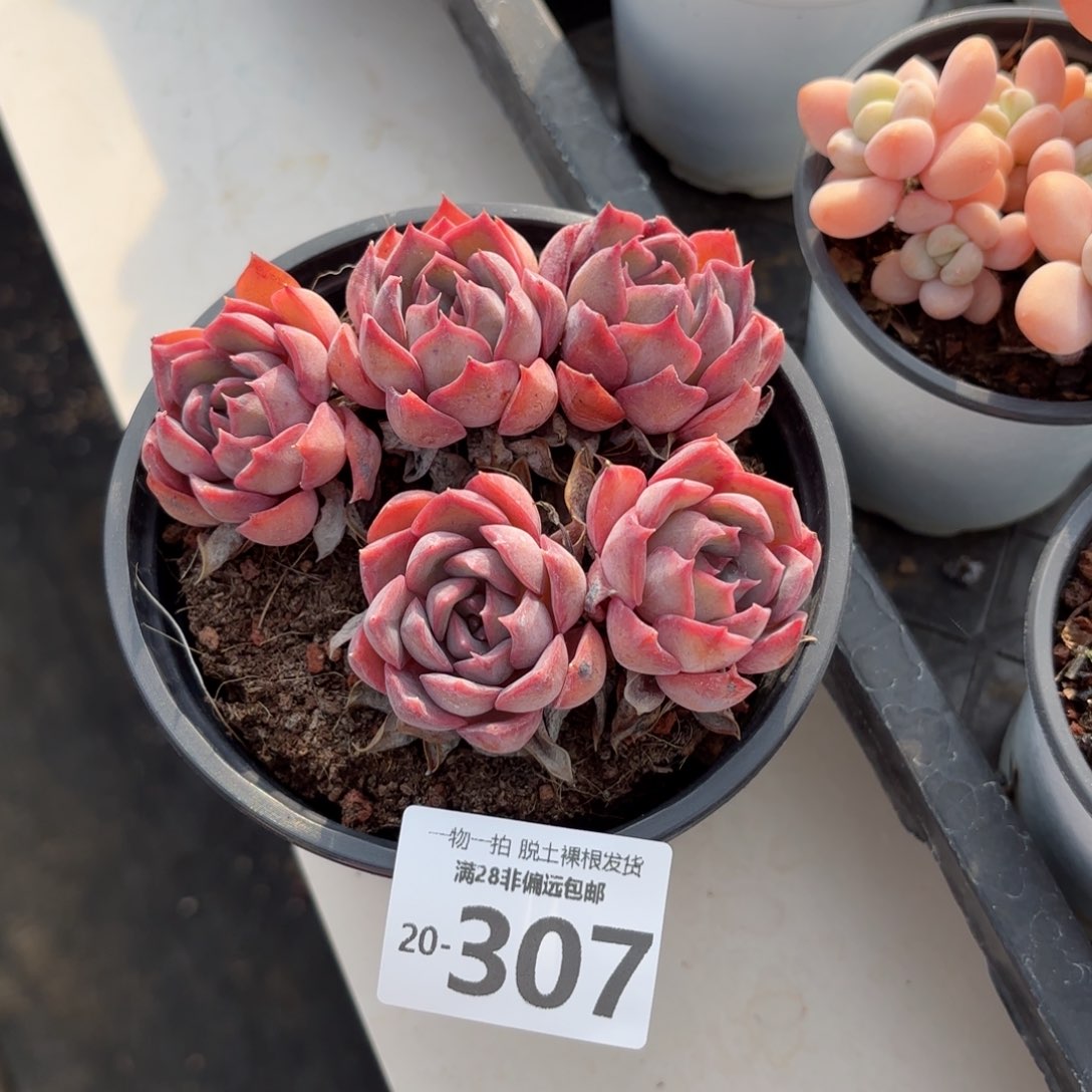 暗冰群多肉多肉多肉