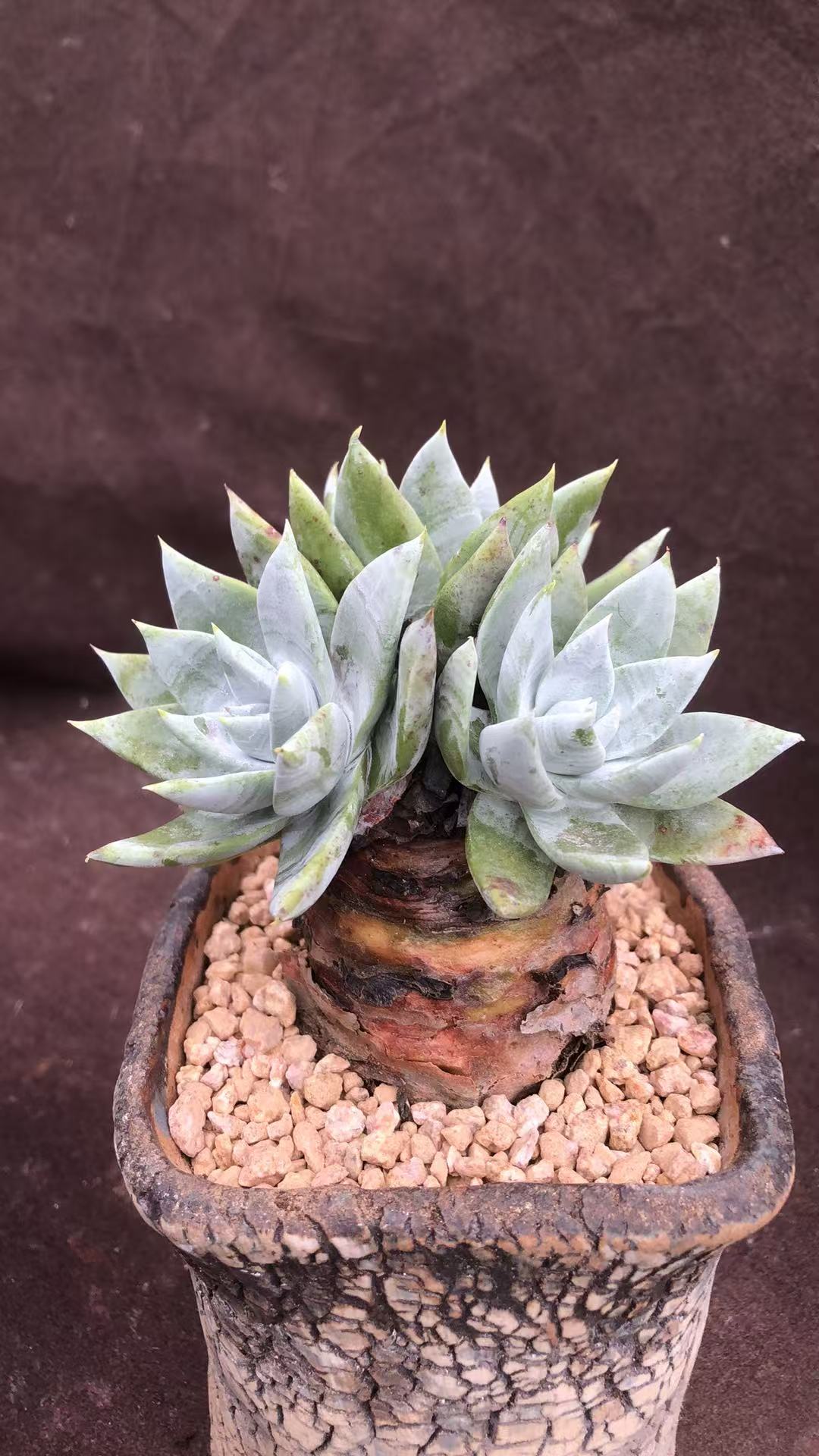 雪山老桩精控 多肉