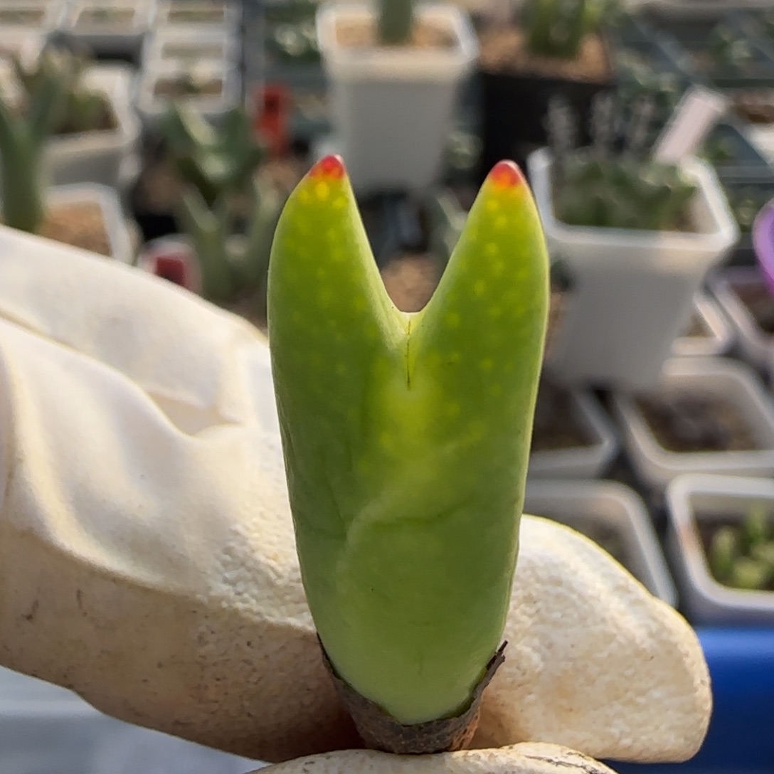 1-1-541当天满38包邮mini一点红黄皮皮卡丘腿长脱土