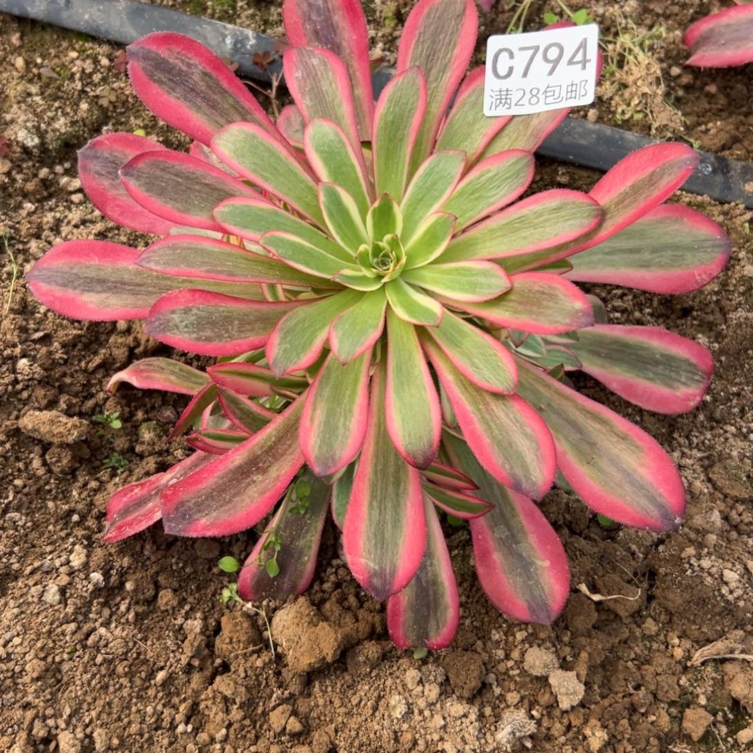 794多肉植物  美杜莎