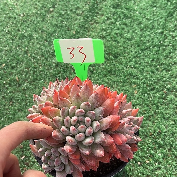 33冰激淋一个脱土多肉