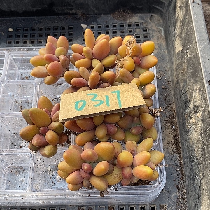 小***）无花朵0317号一物一拍芒果