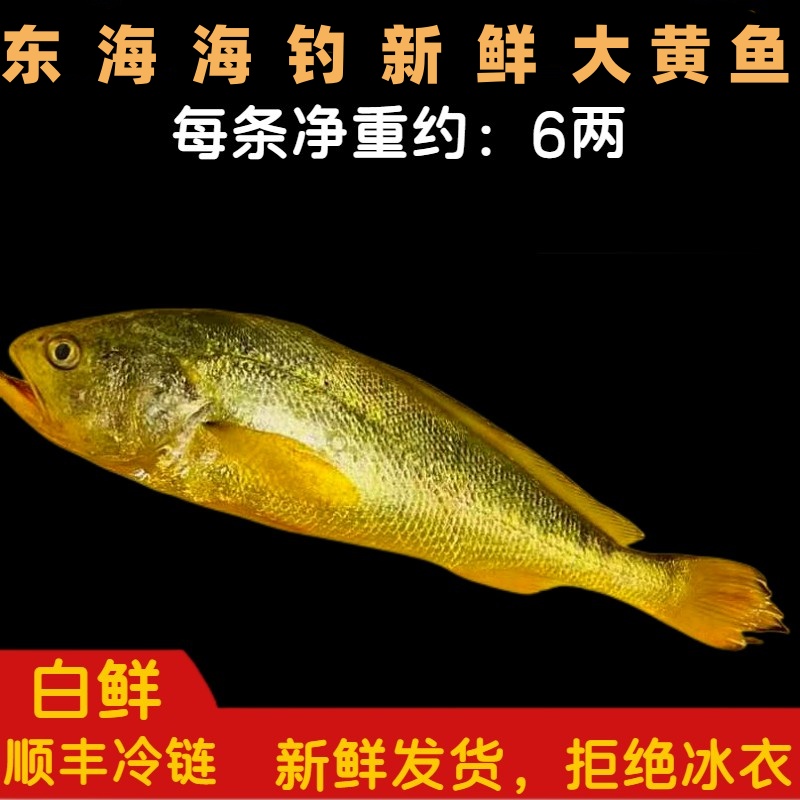 《东海码头》东海正宗海钓新鲜大黄鱼2条 保鲜   今日实价  6两/条