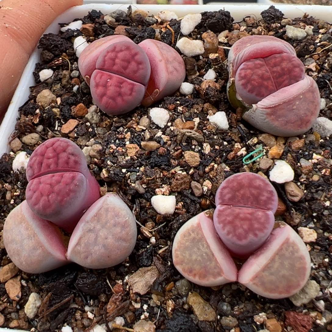 1.17好看的多肉435