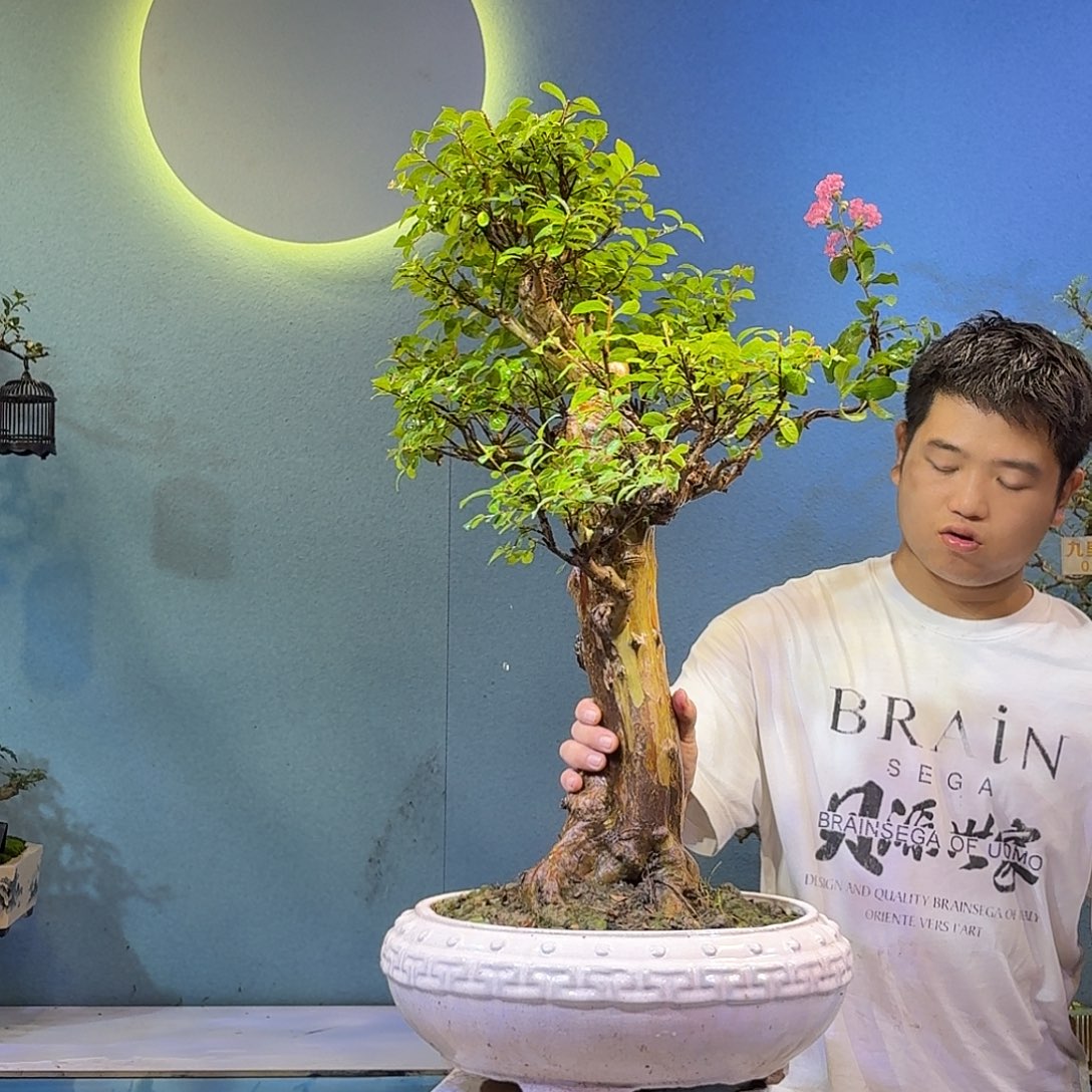 用***5无花朵红花紫薇一物一拍