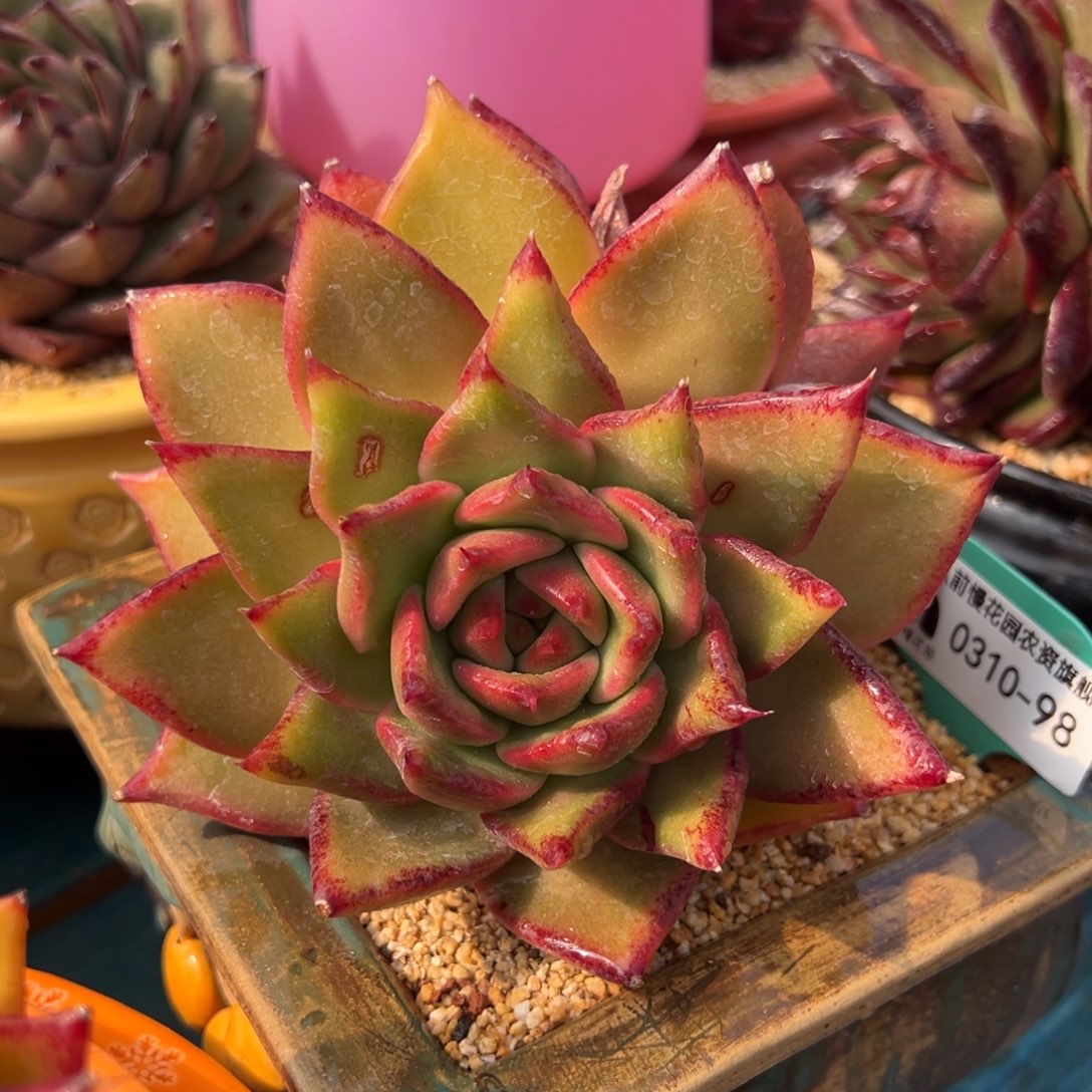 从前慢多肉精选编号0310.98