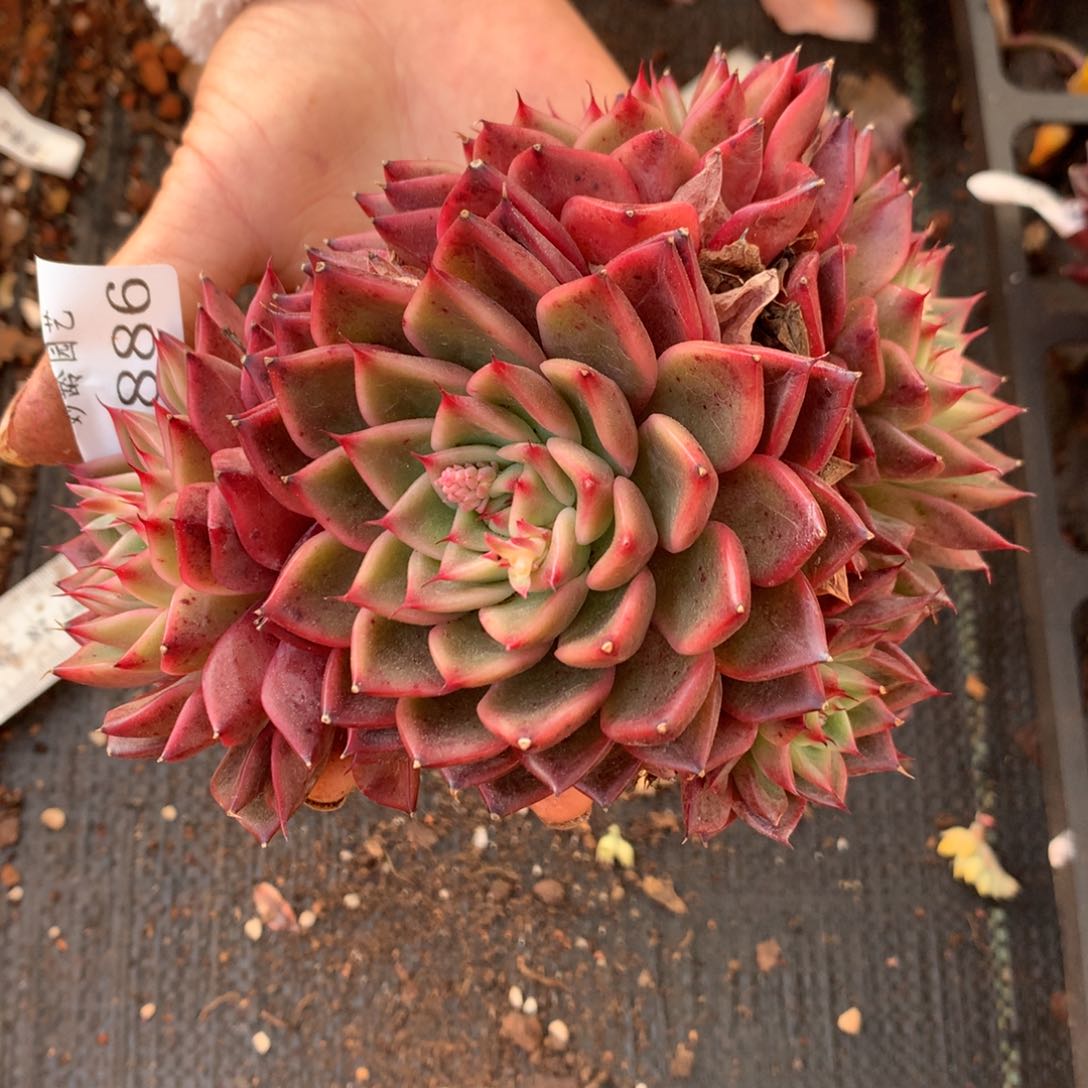 3886 杂交精品基地13厘米