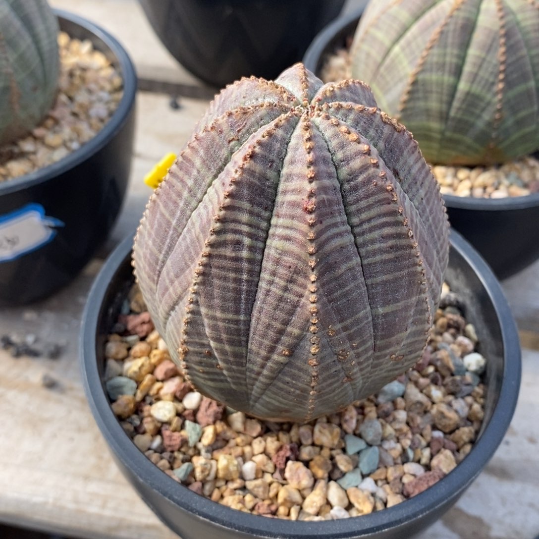 19欧系实生布纹球一物一拍