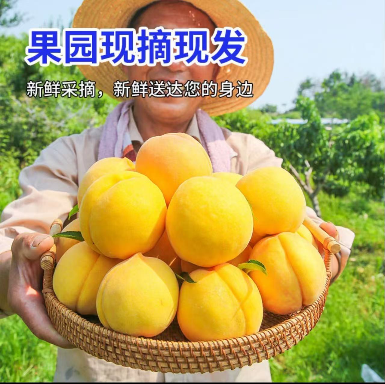 黄金蜜水蜜桃脆甜多汁软糯香甜新鲜采摘头茬大果孕妇