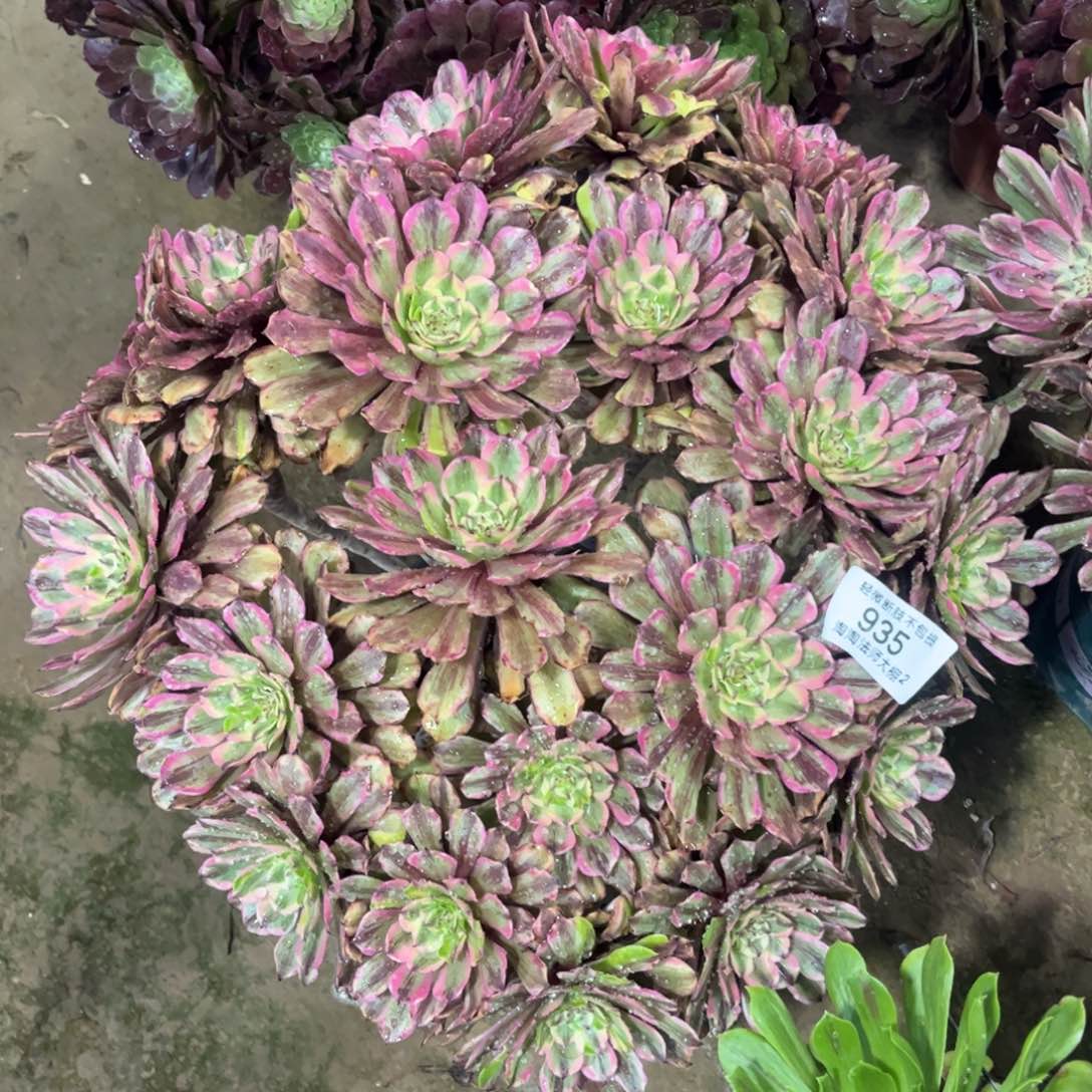 935粉黛多肉植物法师