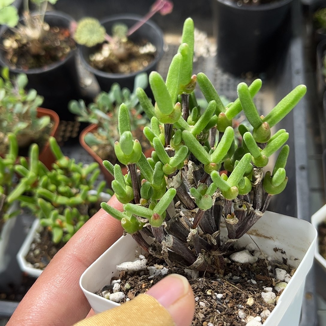 枝干兔子群生单头发货