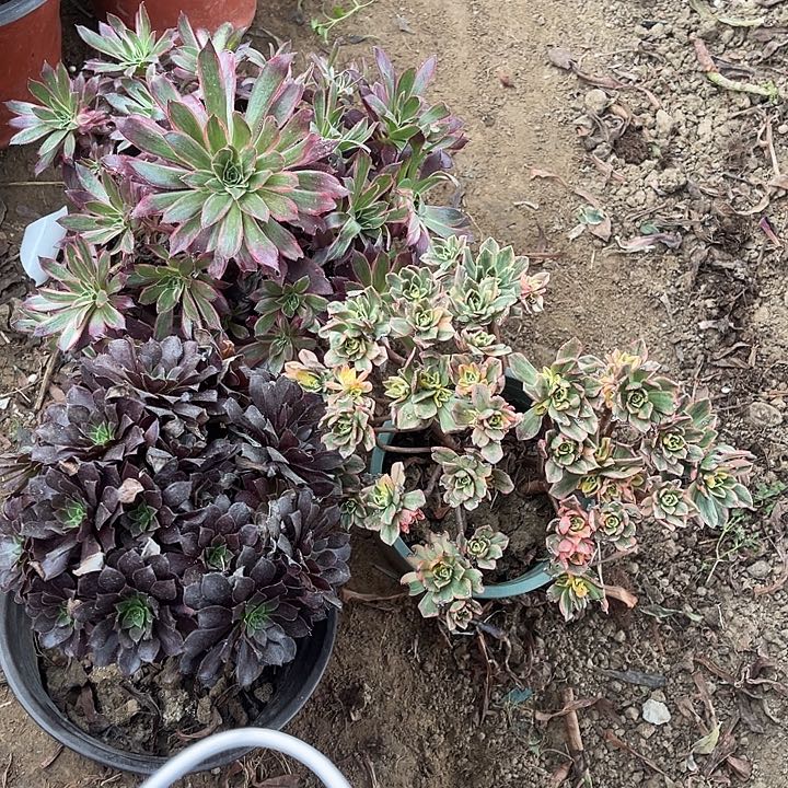 黑铜孔雀锦甜茶玫瑰