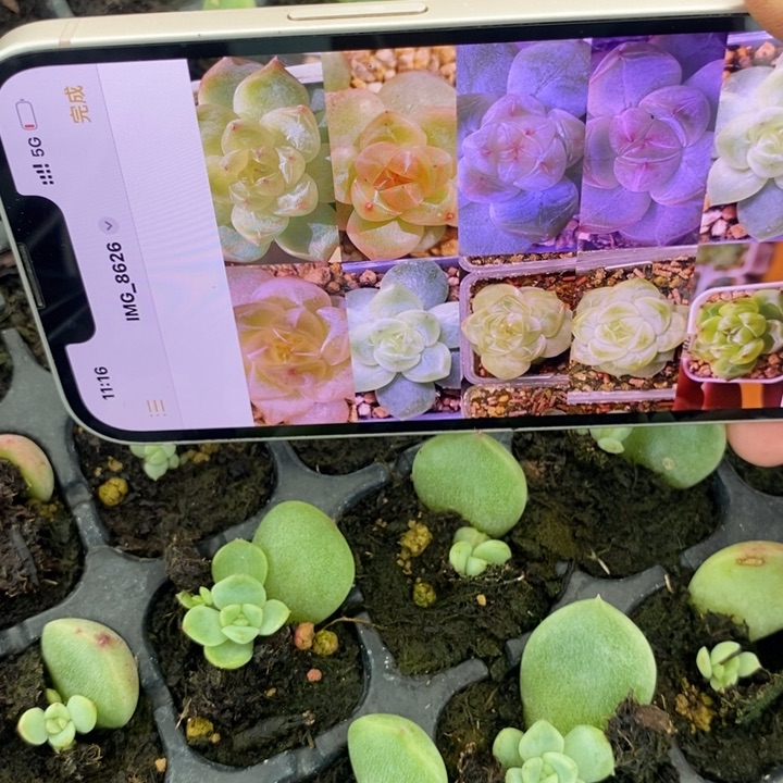 穴盘玄机芽苗一个多肉