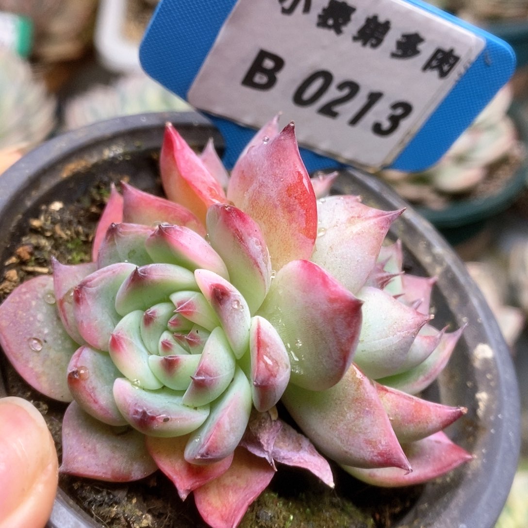 213锦锦锦锦锦锦锦锦