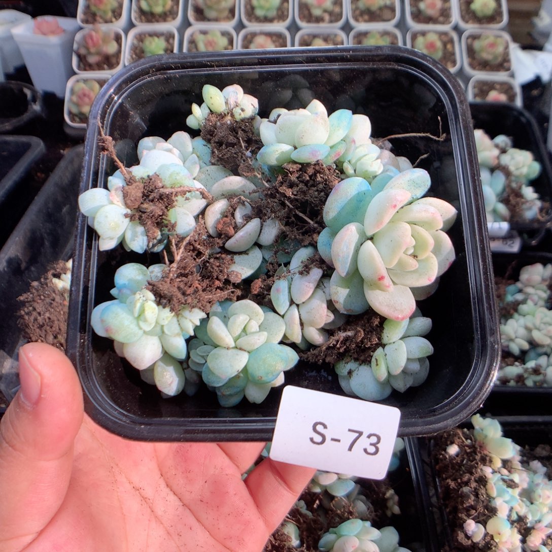 无花朵S73白底冰玉