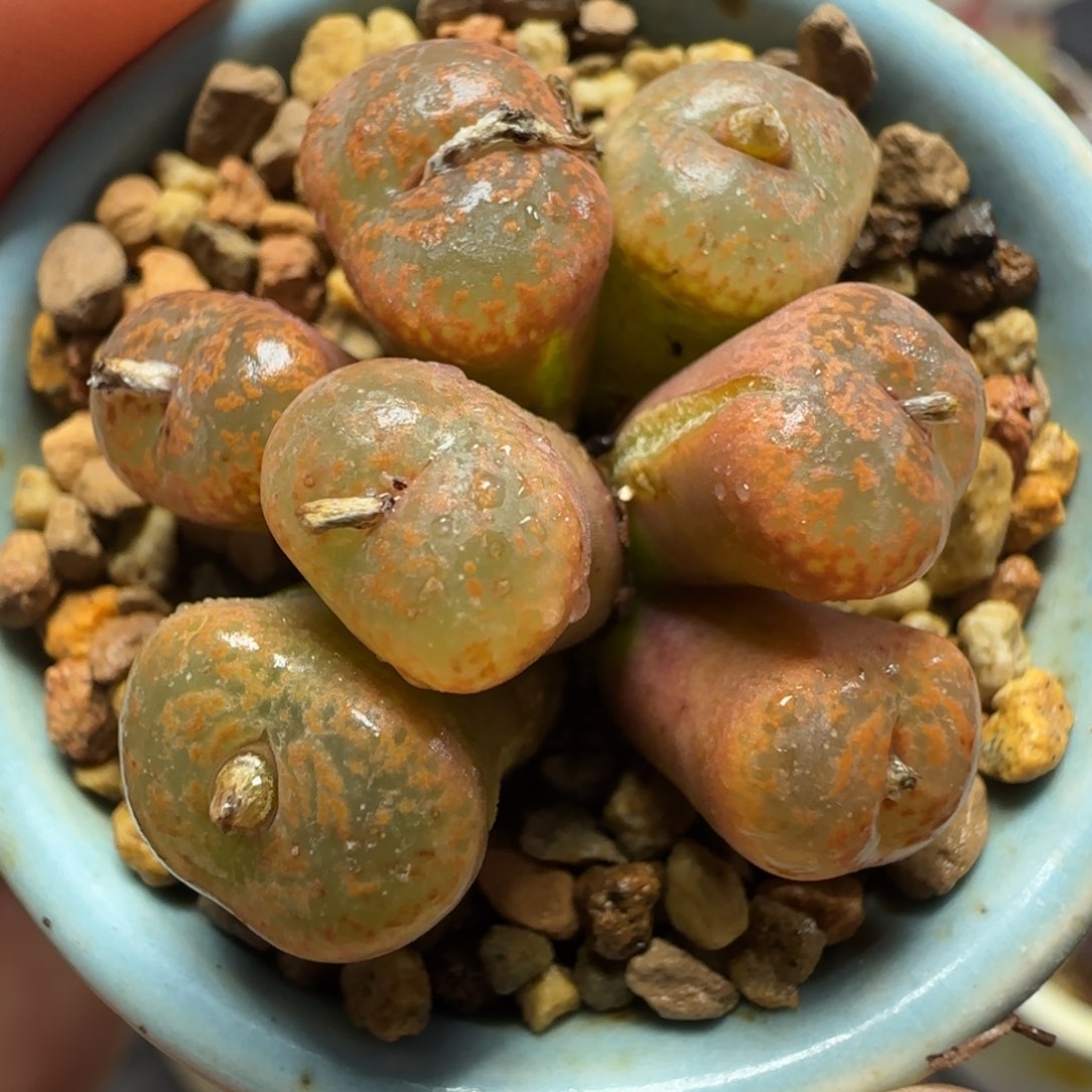 2.1号多肉朱雀群51号