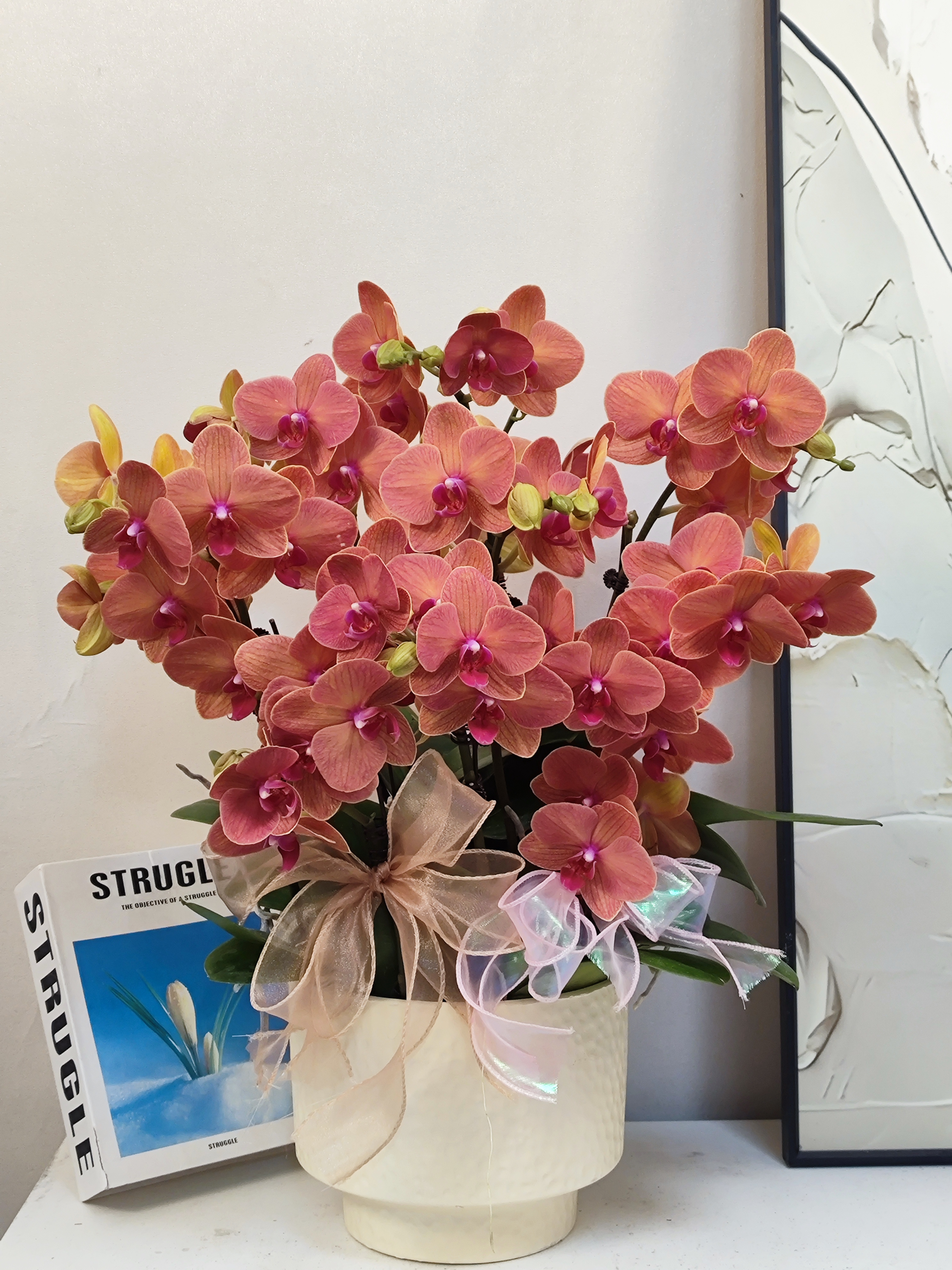  蝴蝶兰【金桔】真花 大吉大利 秋冬耐寒花卉 四季开花 多样性发货