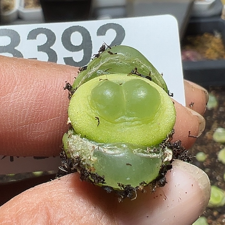 6***i392号拉登多肉植物