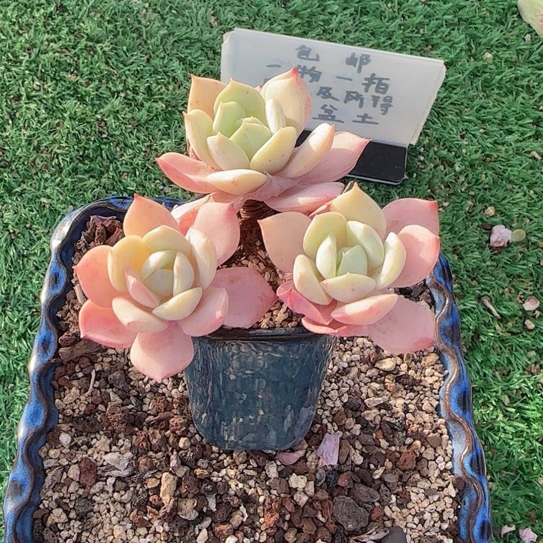 恋曲不带盆土多肉发货