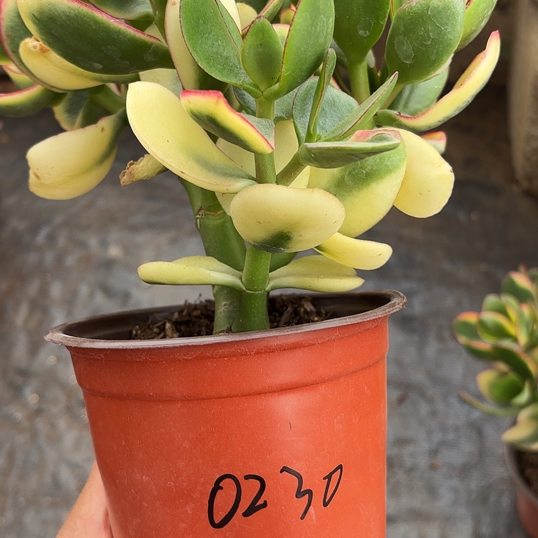 明***艺0230新花月锦带盆发货