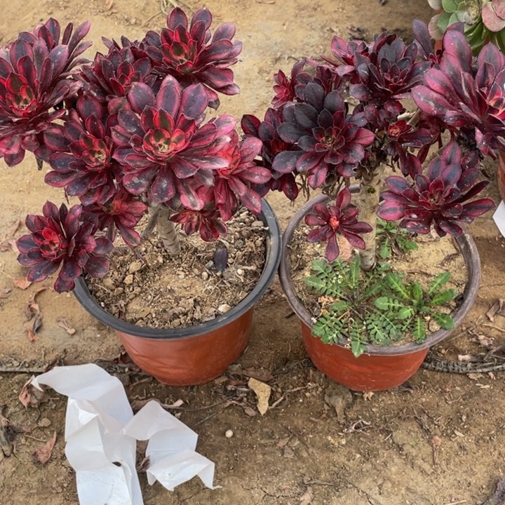 473，474香断枝法师多肉断枝不售后