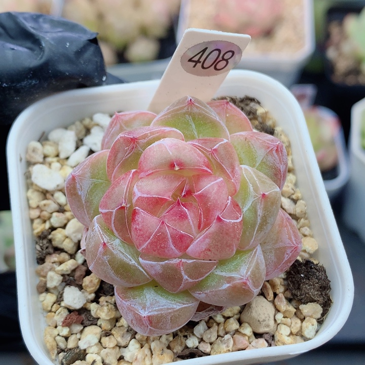 珍妮58包邮  群生不包整408