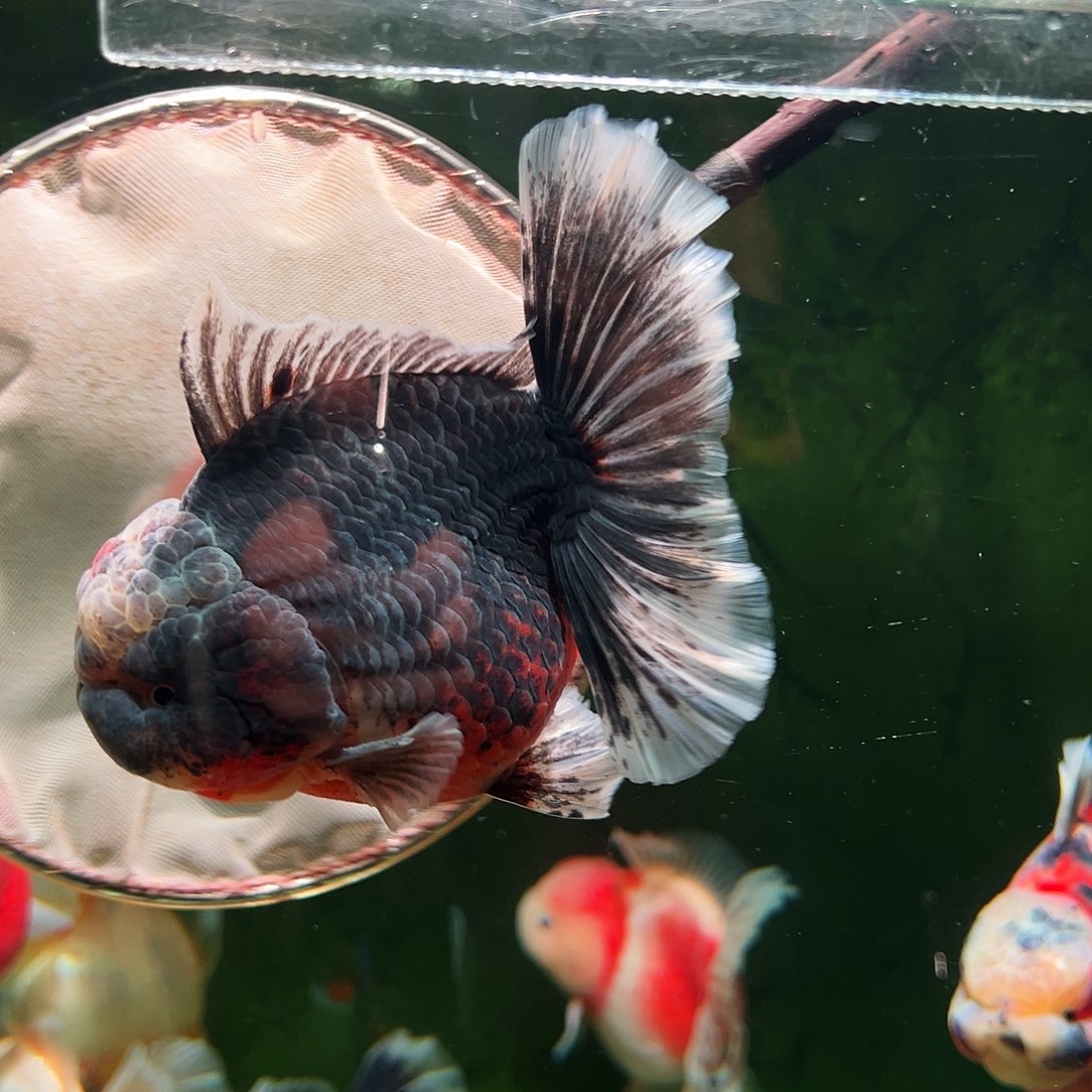 金鱼百褶泰狮冷水金鱼