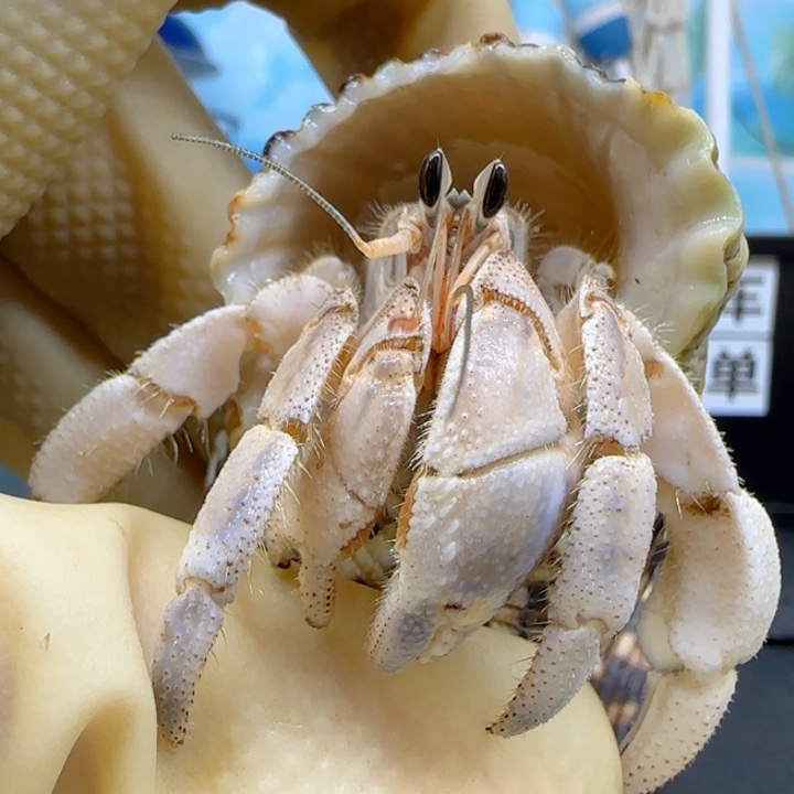 A5米黄 灰白.1cm口径