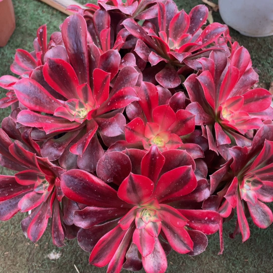 304美杜莎绣球精品法师老桩