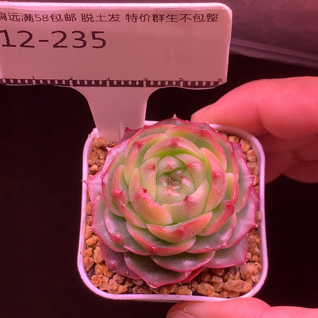 包子山茶花麦秆优选58包邮