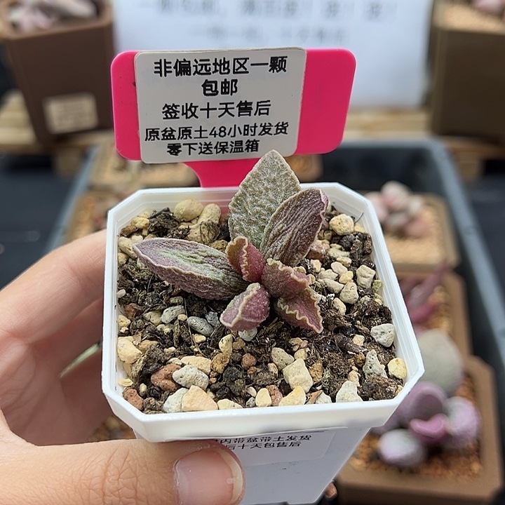 莹****球182酒红猪肝多肉