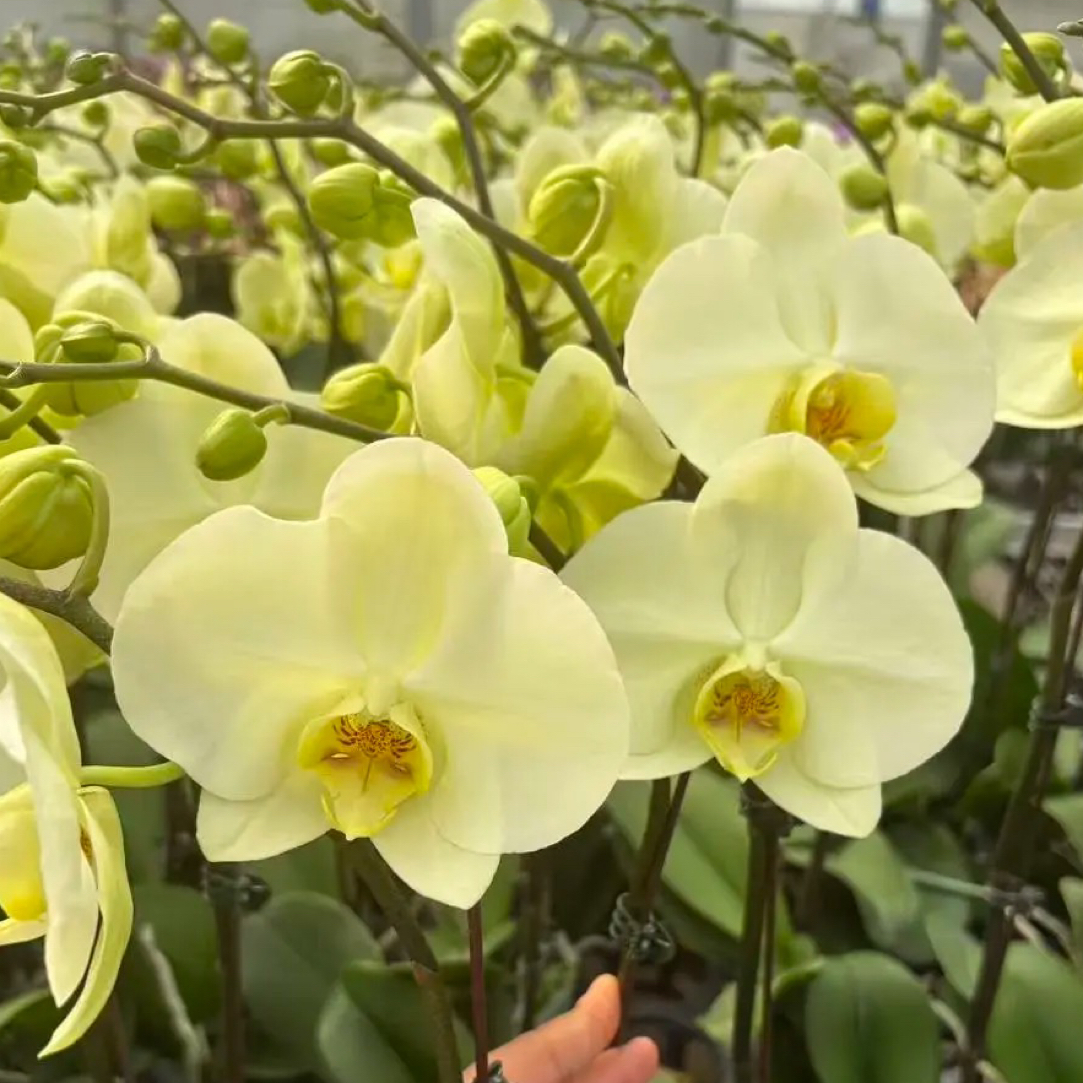 新品大绿花【达尔文】3.0寸加高杯 有花箭