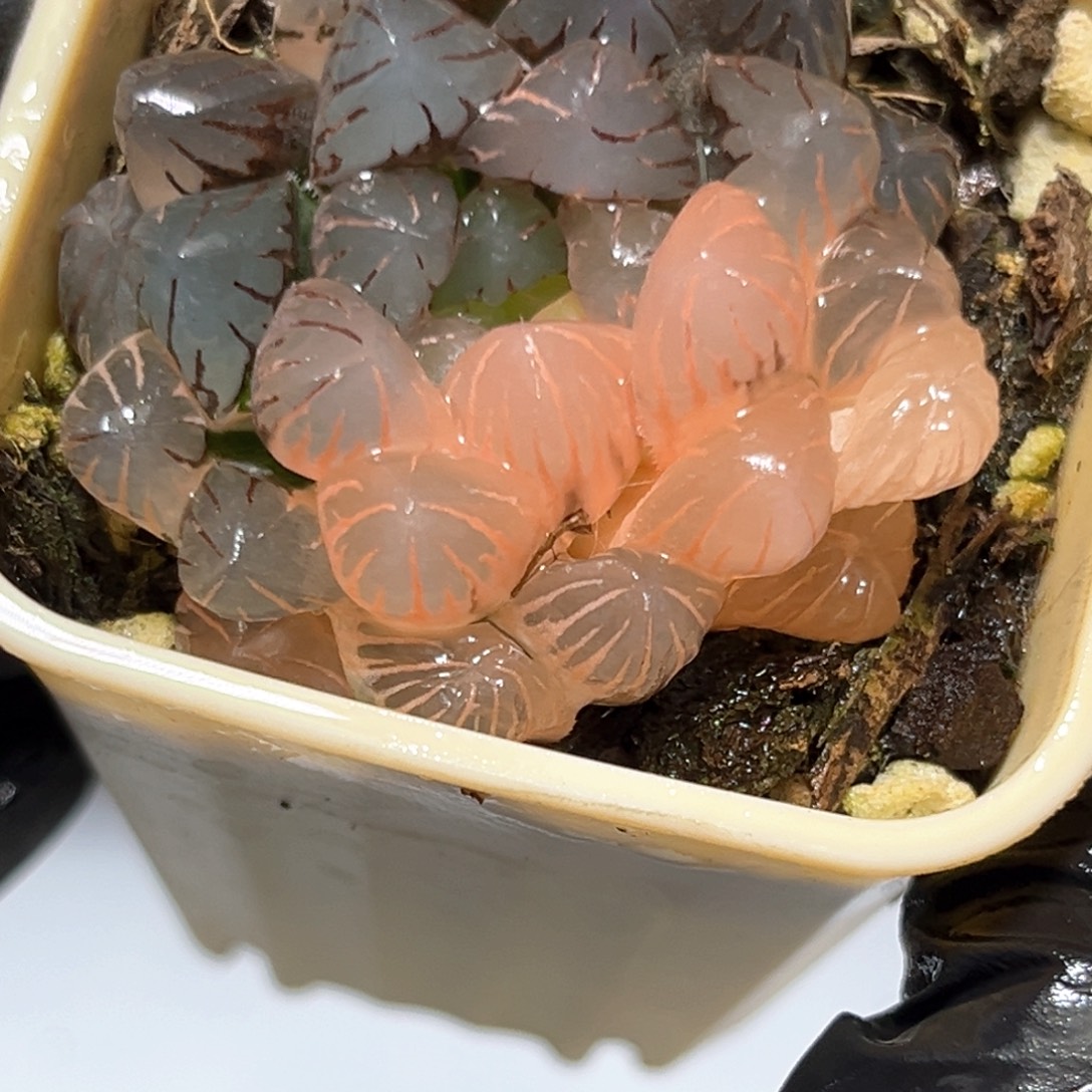 恭喜发财大吉大利4523