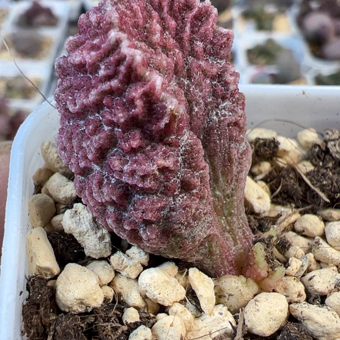 实生新品多肉植物水泡