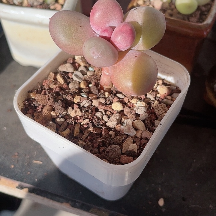 【闪购商品】彩虹锦奶酪多肉