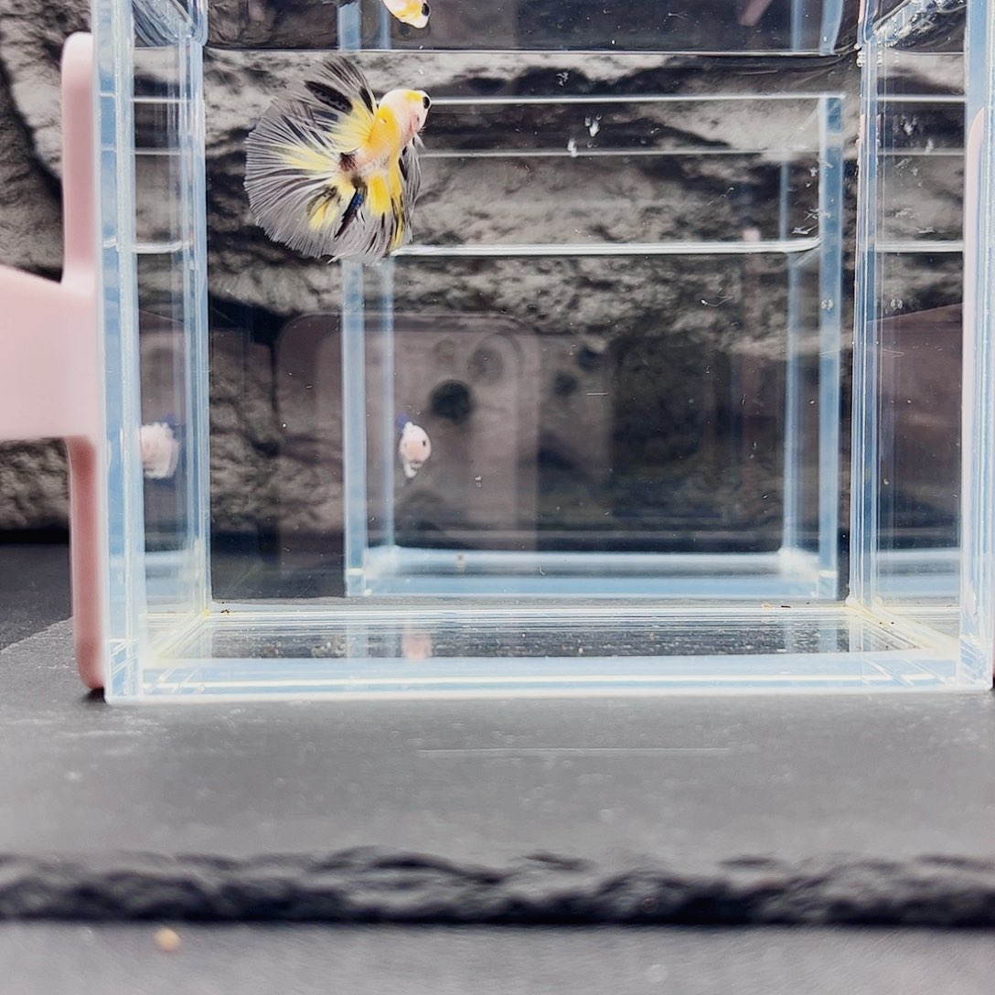 海水鱼宙斯斗鱼竞拍10-26