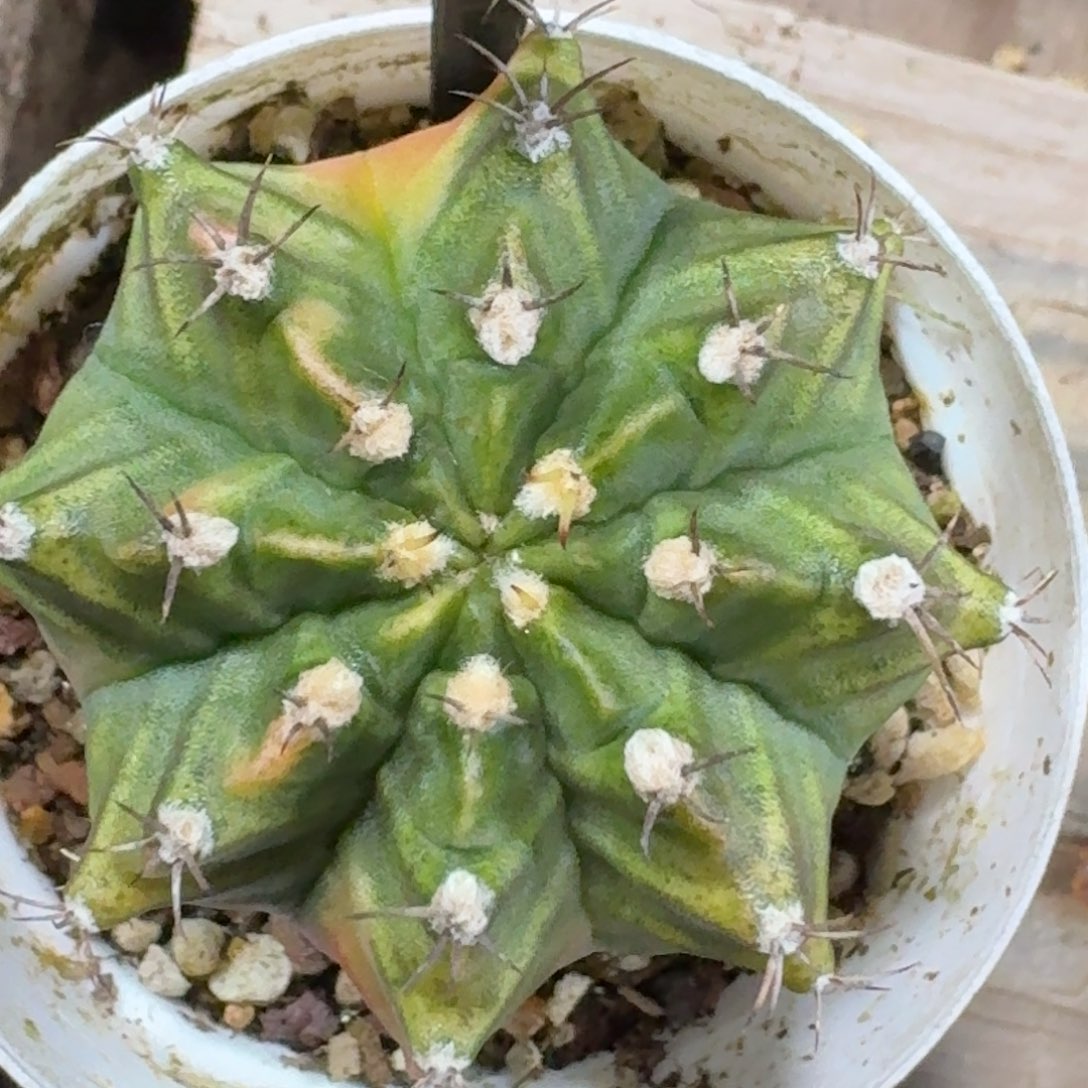 米哈实生自然锦27