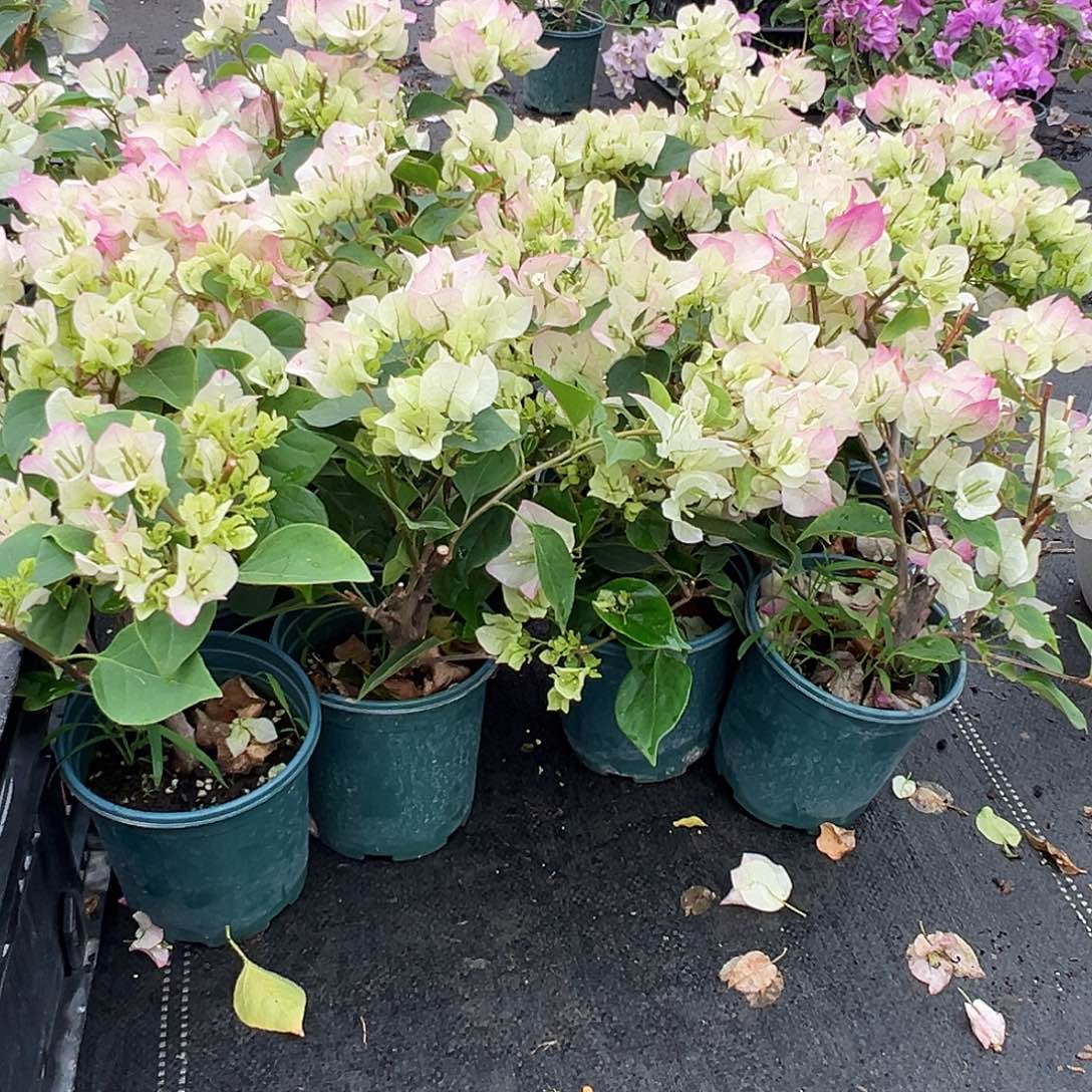 大部分花苞少量开放绿樱掌中宝一颗