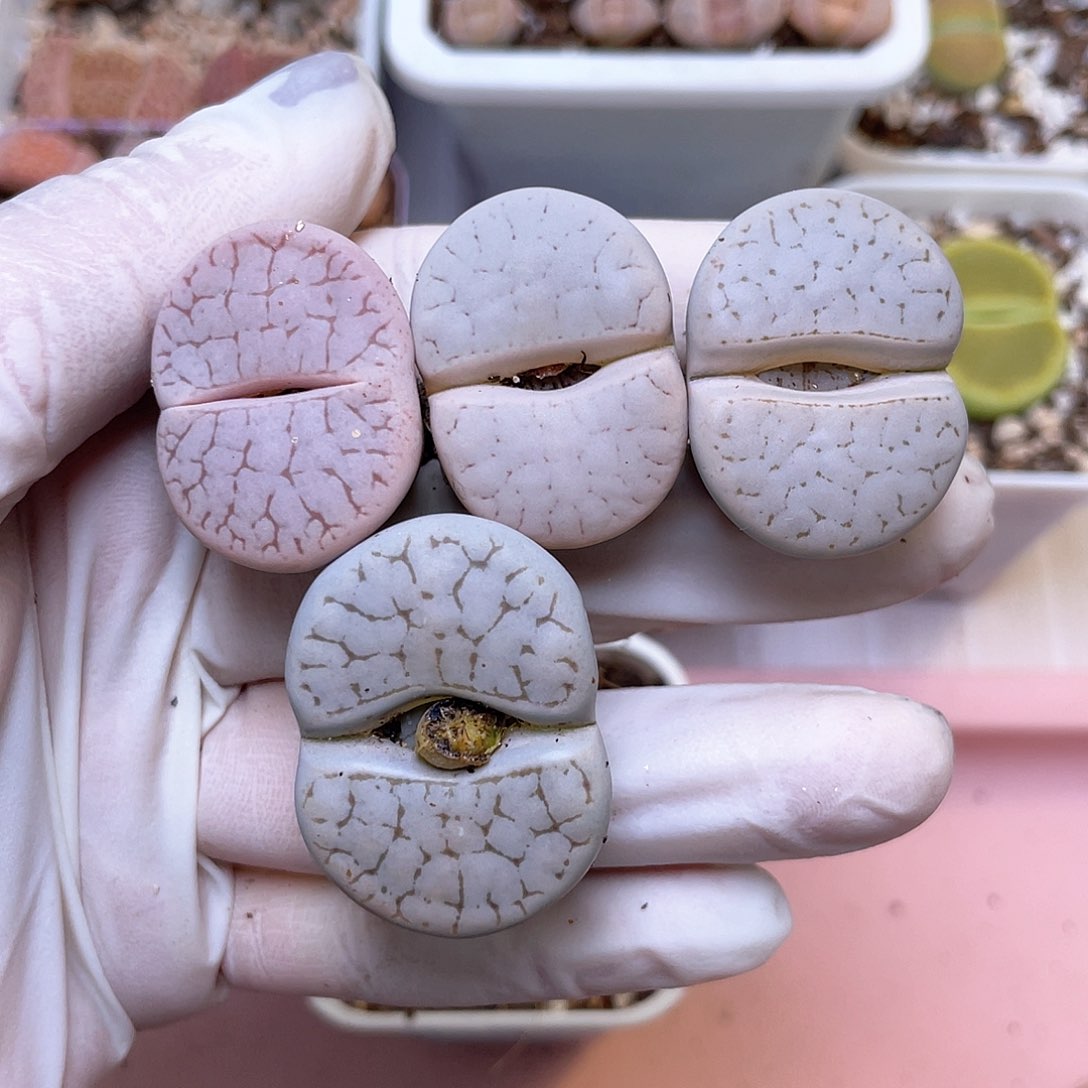 271号 大曲………………