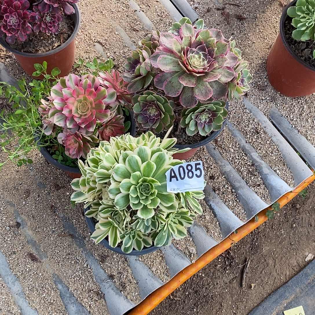 张***组合三颗多肉法师迈巴赫