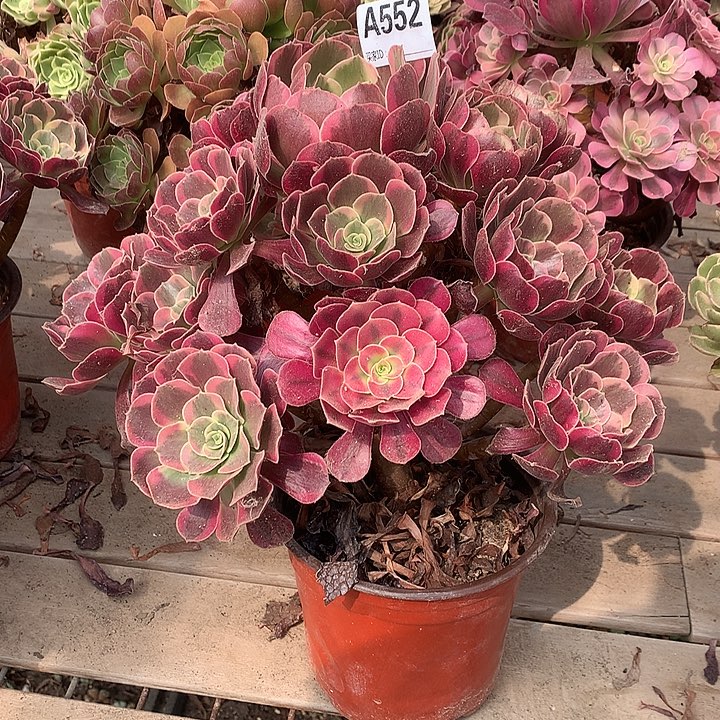 552凤冠多肉法师锦