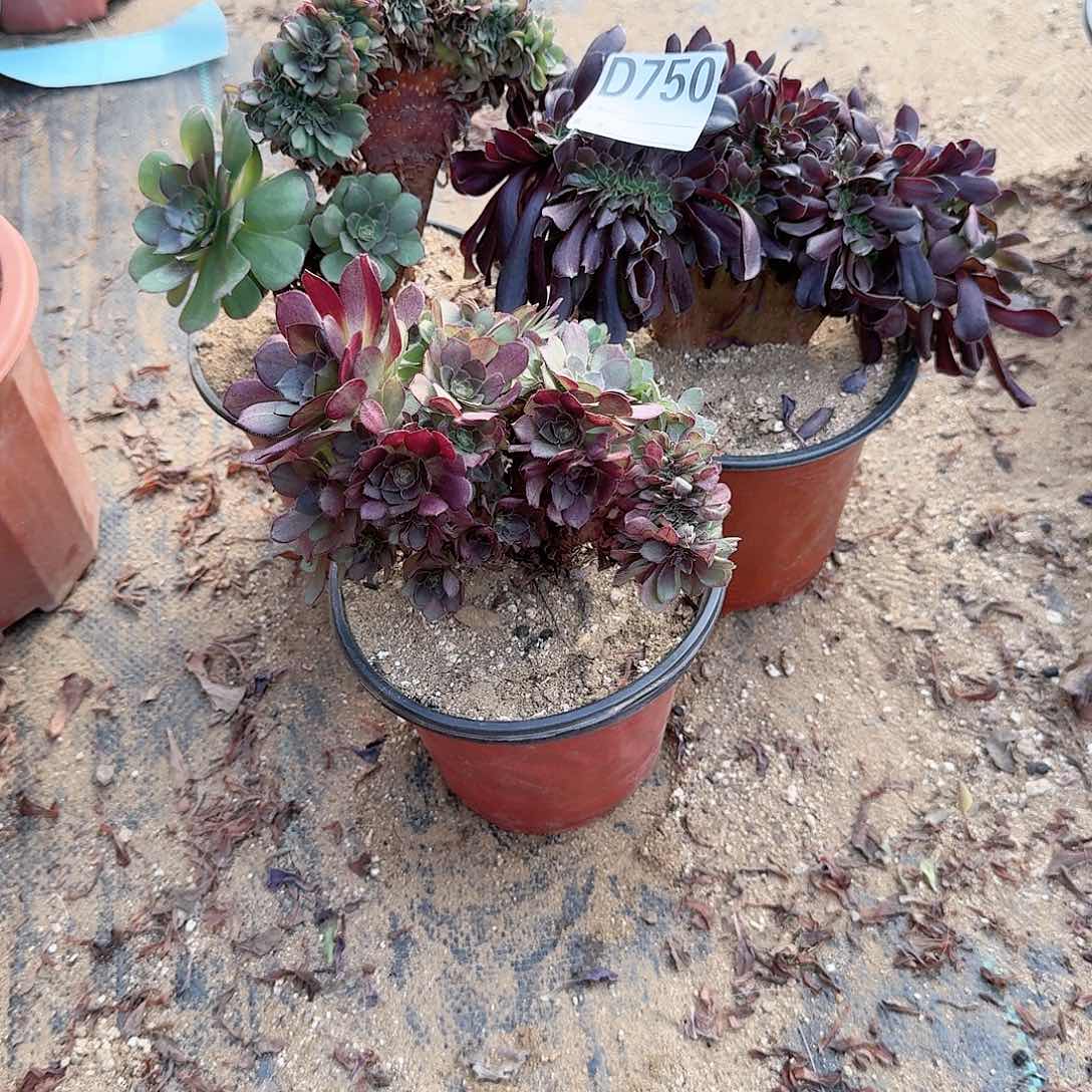 750万缀欧紫微瑕共3颗